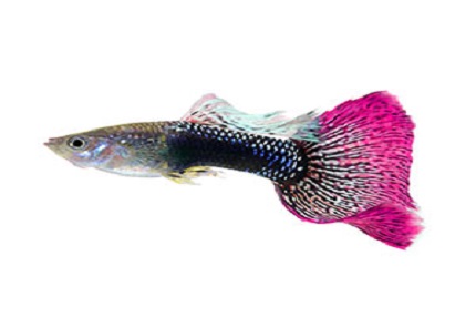 Catching Hormonal Waves: Exploring Fish Cortisol Levels Using ELISA Kits