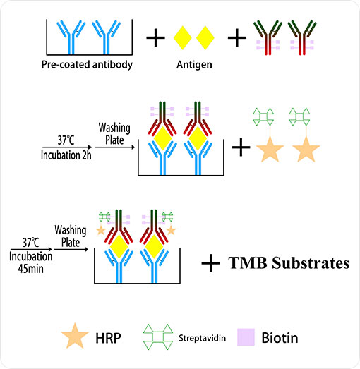 Cgbio® ELISA kits-Reaearch Reagent: two-Step Sandwich ELISA