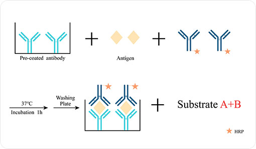 BlueGene Biotech: One-Step Sandwich ELISA