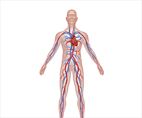 Human ELISA Kits