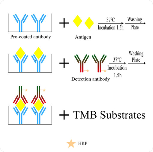 Cgbio® ELISA kits-Drug Residue Test kit: two-Step Sandwich ELISA