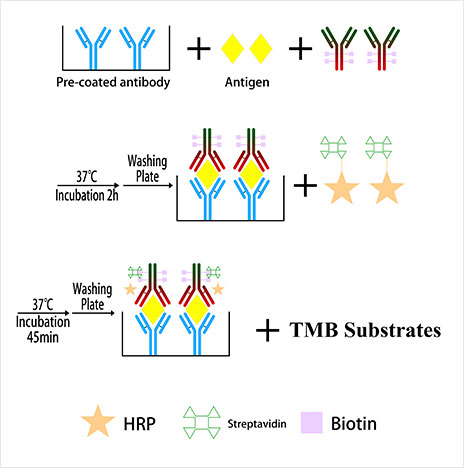 How Do Research Reagents Work In Lab?