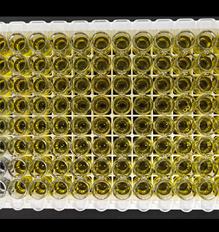 BlueGene Biotech Human Ang-2-II ELISA Kit