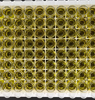 human albumin elisa