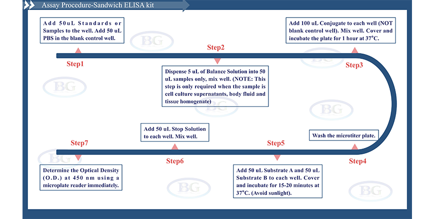 Summary Of The Assay Procedures For E11C0004 Bovine CD4 ELISA Kit Summary Of The Assay Procedures For E11C0004 Bovine CD4 ELISA Kit