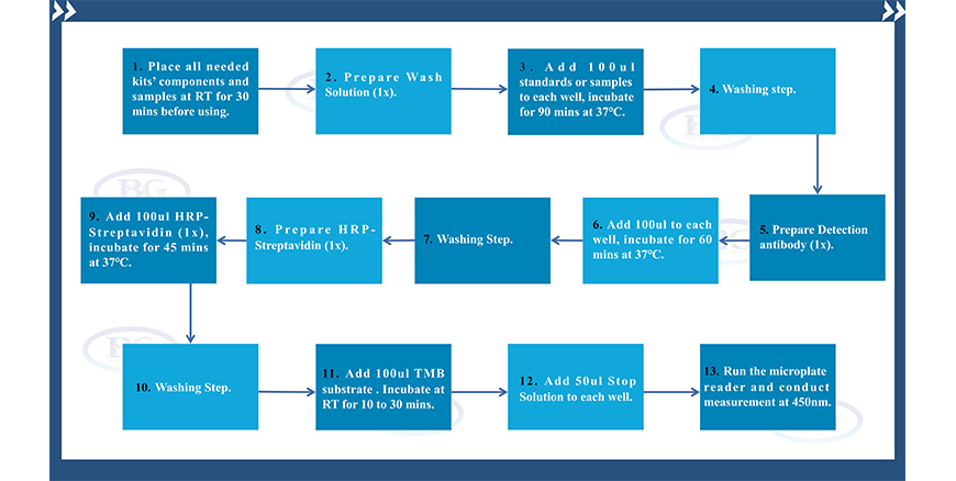 Summary Of The Assay Procedures For NE01I0431 Human IgG ELISA Kit Summary Of The Assay Procedures For NE01I0431 Human IgG ELISA Kit