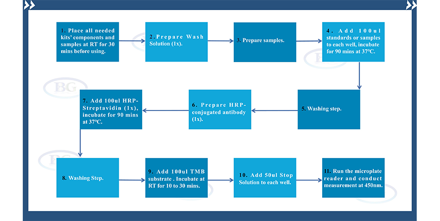 Summary Of The Assay Procedures For NEGES0890 PA ELISA Kit Summary Of The Assay Procedures For NEGES0890 PA ELISA Kit