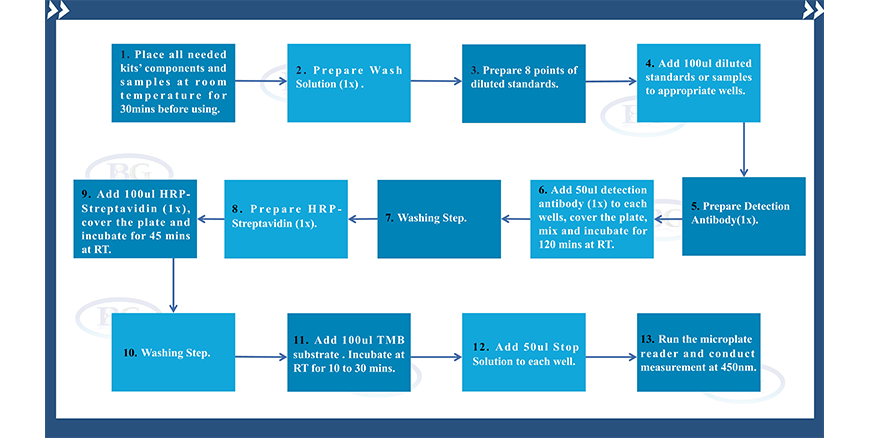 Summary Of The Assay Procedures For NE01I0310 Human MMP-9 ELISA Kit