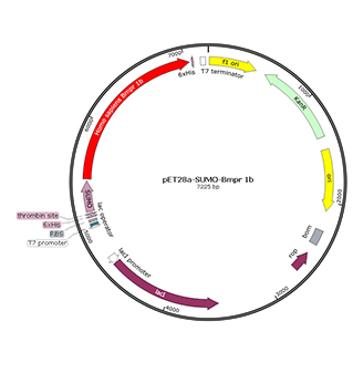 rotavirus elisa kit