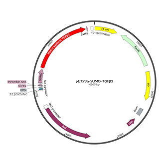 t4 elisa kit