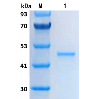 an example of protein which acts as a hormone is