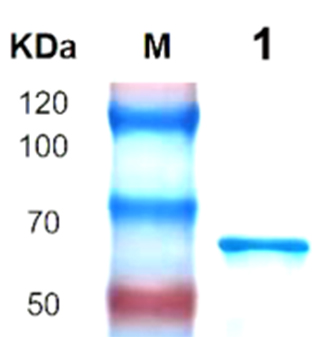 enzyme antibody hormone and muscle are roles played by