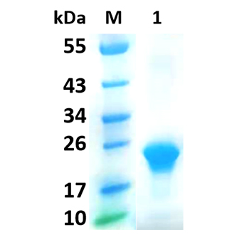 hormones bind to plasma proteins