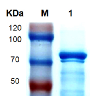 total aflatoxin elisa kit