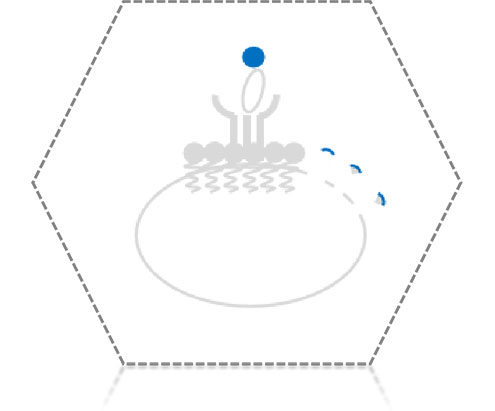 Interleukin Proteins