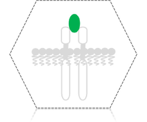 TGF-β Family Proteins