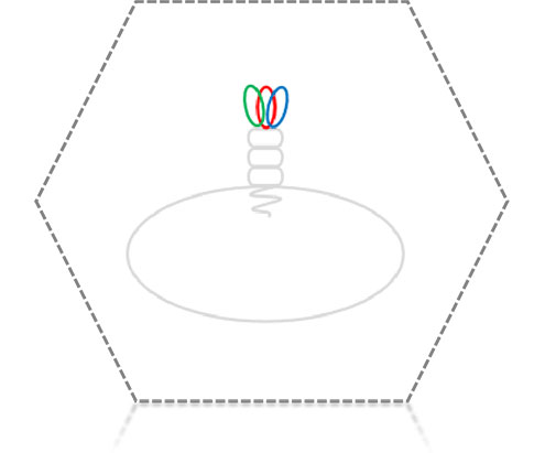 TNF Superfamily Proteins