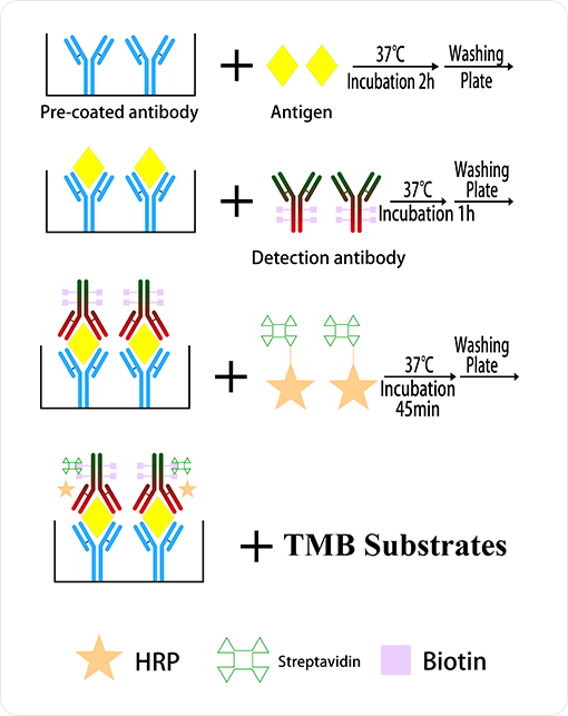 Cgbio® ELISA kits-Reaearch Reagent: three-Step Sandwich ELISA