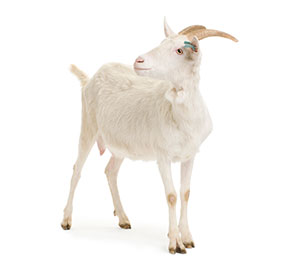 Goat ELISA Kits