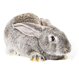 Rabbit ELISA Kits