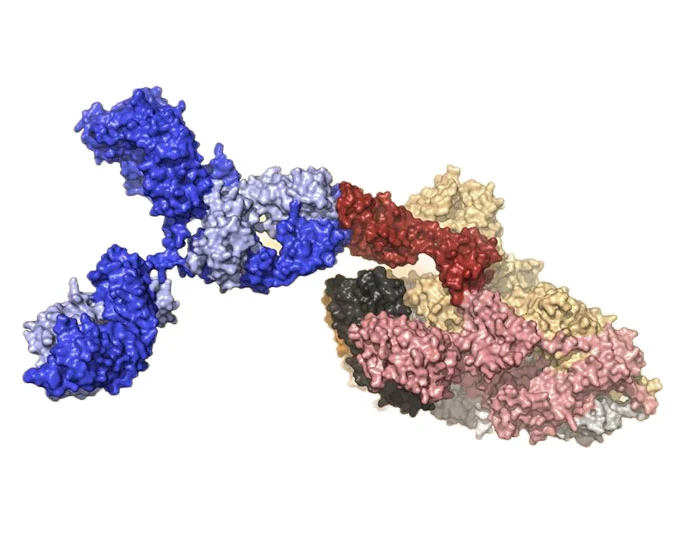 BlueGene Biotech Research Areas