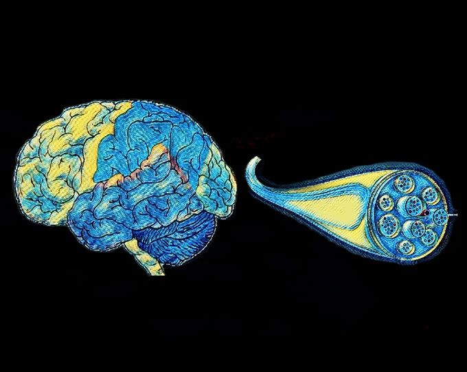 Neurobiology