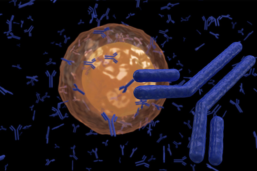 Antibodies Production