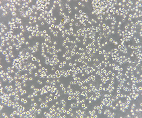 CHO Host Cell Protein ELISA Kits