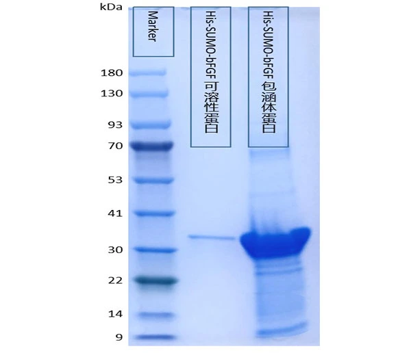 P01F0002 Human Fibroblast Growth Factor 2 (FGF2) Protein, Recombinant