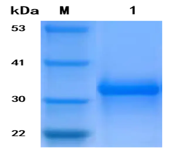 P01I0001 Human Interferon γ (IFN γ) Protein, Recombinant