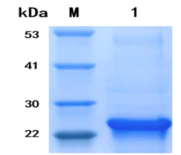 P01I0031 Human Interleukin 8 (IL 8) Protein, Recombinant