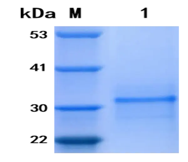 P01I0069 Human Interleukin 4 (IL 4) Protein, Recombinant