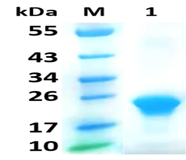 PGEU0001 Ulp1 (SUMO protease 1), Recombinant