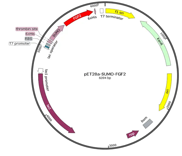 V01F0002 pET28a-SUMO-FGF2 (human)