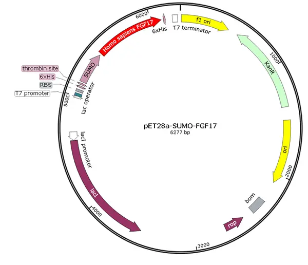 V01F0008 pET28a-SUMO-FGF17 (human)