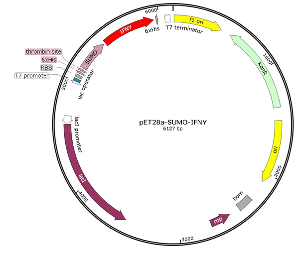 V01I0001 pET28a-SUMO-IFN γ (human)