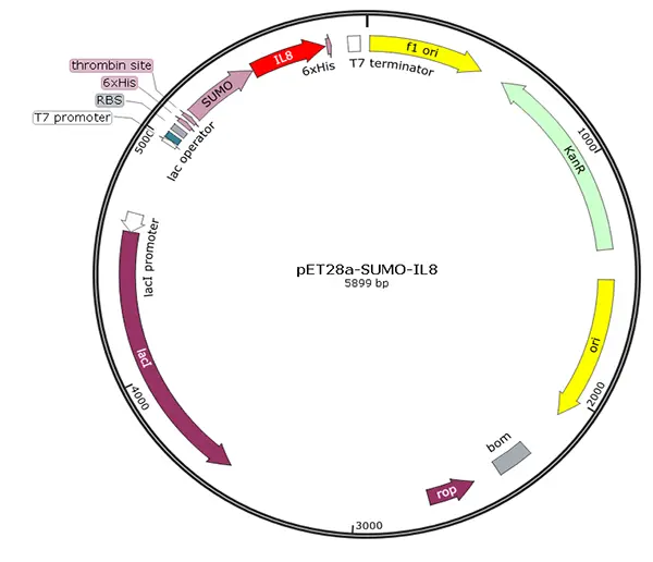 V01I0031 pET28a-SUMO-IL 8 (human)