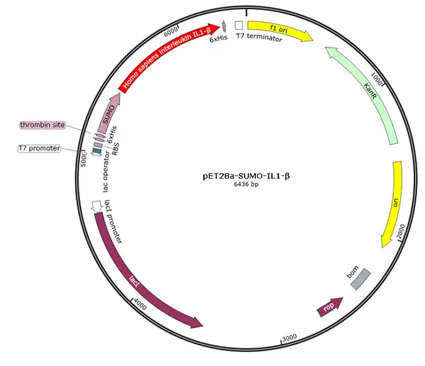 V01I0053 pET28a-SUMO-IL 1β (human)