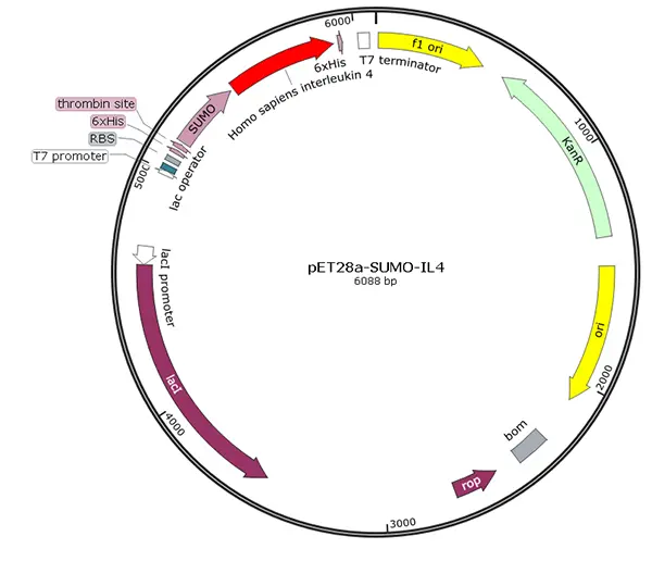 V01I0069 pET28a-SUMO-IL4 (human)