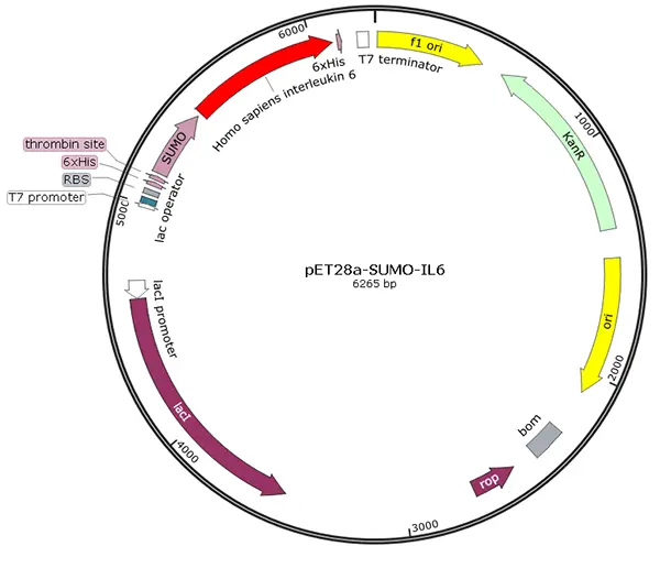 V01I0070 pET28a-SUMO-IL 6 (human)
