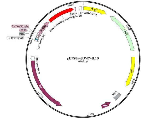 V01P0054 pET28a-SUMO-IL 10 (human)