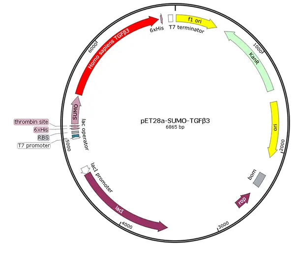 V01T0005 pET28a-SUMO-TGFβ3 (human)