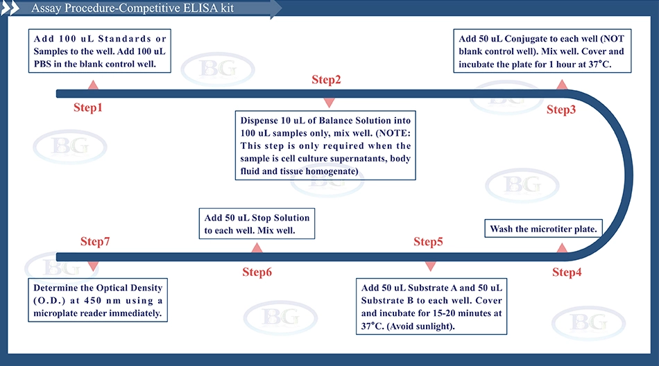 Summary of the Assay Procedure for Mouse Helicobacter Pylori IgG ELISA kit