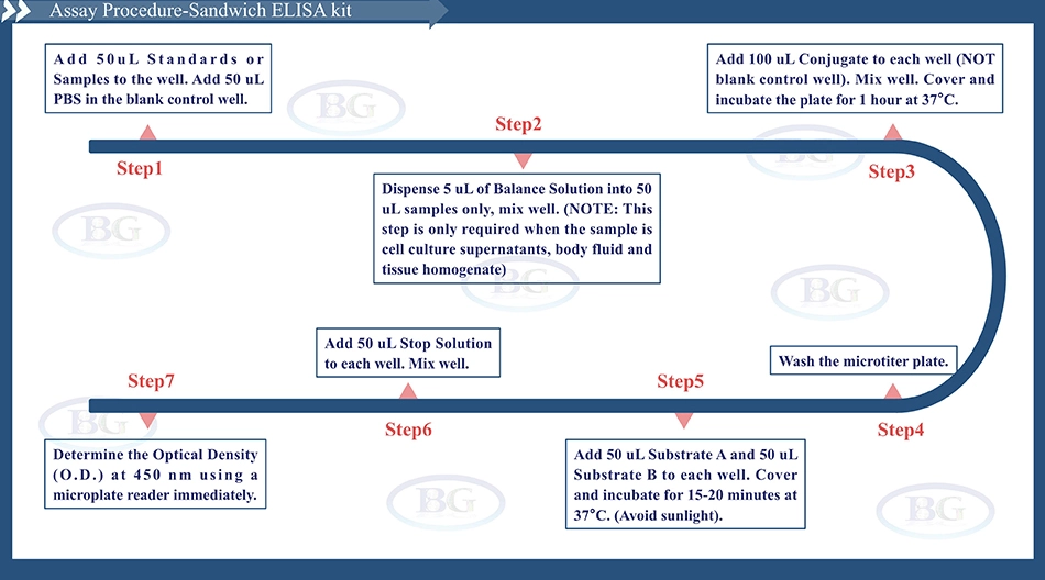 Summary of the Assay Procedure for Human Advanced Glycosylation End Products ELISA kit