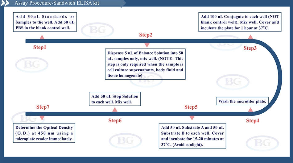 Summary of the Assay Procedure for Human Asymmetric Dimethylaoyoinine ELISA kit