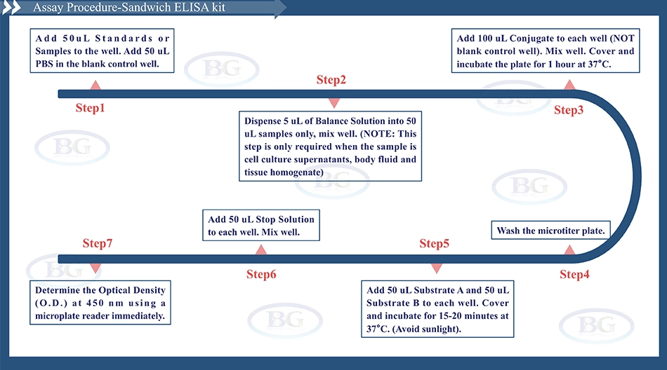 Summary of the Assay Procedure for Human Amyloid β Protein 40 ELISA kit