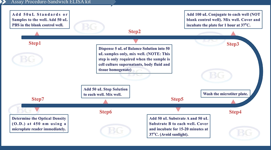 Summary of the Assay Procedure for Canine Activin A ELISA kit