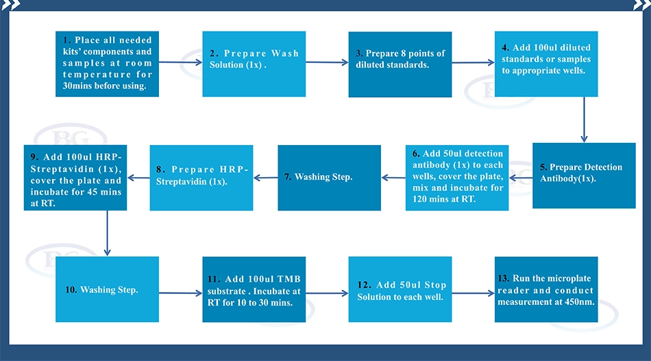 Summary of the Assay Procedure for Human Receptor Tyrosine Protein Kinase ELISA kit