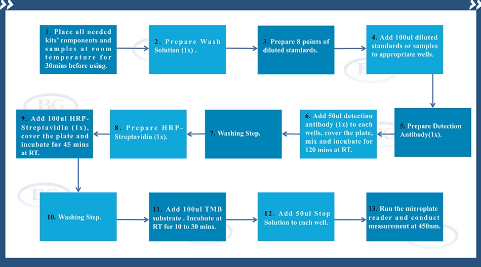 Summary Of The Assay Procedures For NE01I0310 Human IL-18 ELISA Kit