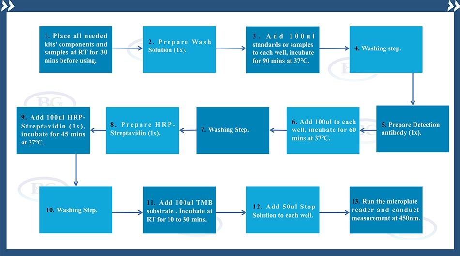 Summary of the Assay Procedure for Human Immunoglobulin G ELISA kit